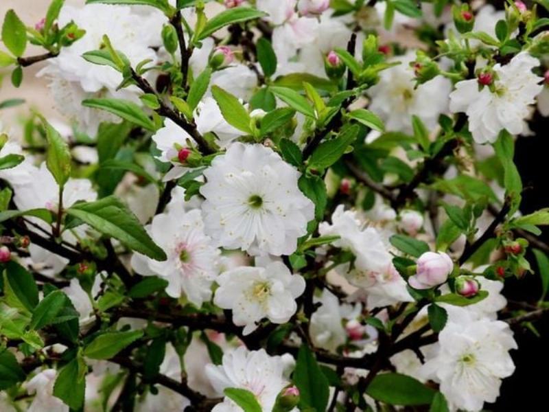 Một người đang chọn cây hoa nhất chi mai trắng nhiều nụ và có dáng đẹp để chơi Tết